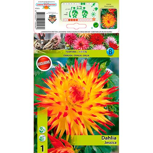 Dalija Jessica slika 1 interface.art 76565