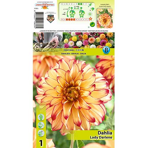 Dalija Lady Darlene slika 1 interface.art 70377