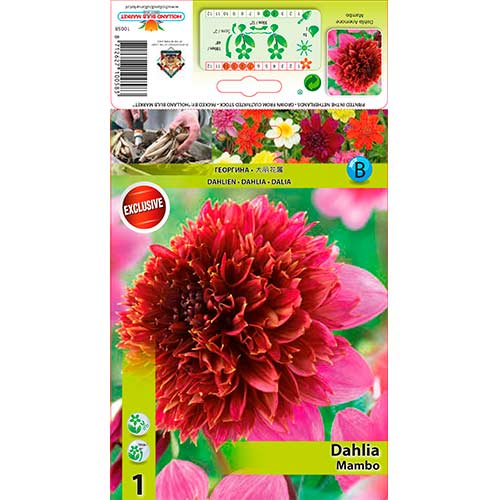 Dalija Mambo slika 1 interface.art 76214