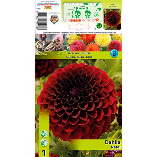 Afrički ljiljan, mix slika 1 interface.art 76568