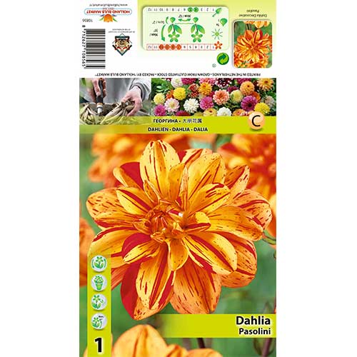 Dalija Pasolini slika 1 interface.art 70380