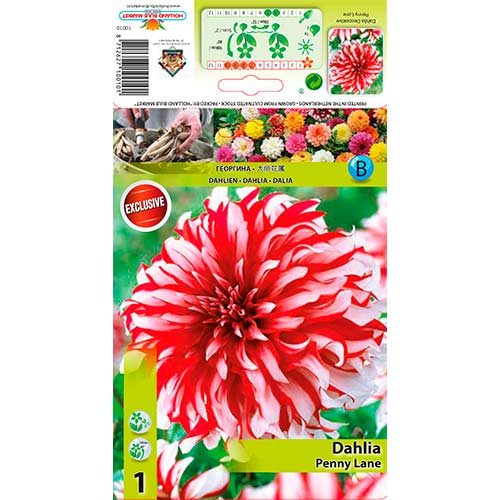 Dalija Penny Lane slika 1 interface.art 76217