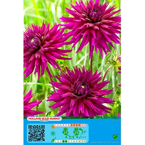 Dalija Purple Gem slika 1 interface.art 76427