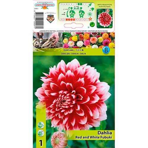 Dalija Red and White Fubuki slika 1 interface.art 76220