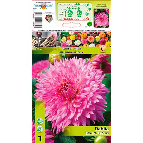 Dalija Sakura Fubuki slika 1 interface.art 76221