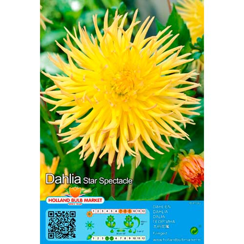 Dalija Star Spectacle slika 1 interface.art 76428