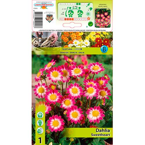 Dalija Sweetheart slika 1 interface.art 76577