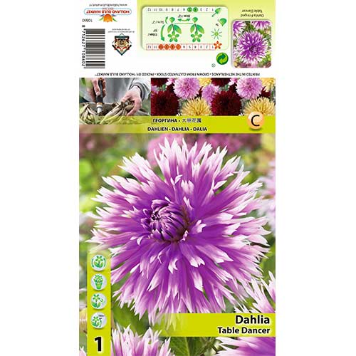 Dalija Table dancer slika 1 interface.art 70382