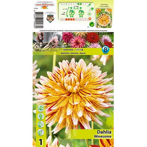 Dalija Winesome slika 1 interface.art 70481