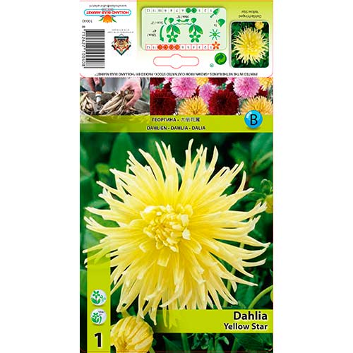 Dalija Yellow Star slika 1 interface.art 76432