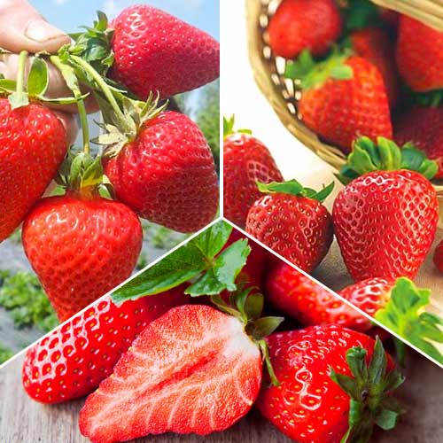 Nevjerojatna ponuda! Super remontantne jagode, set od 3 sorte slika 1 interface.art 5416