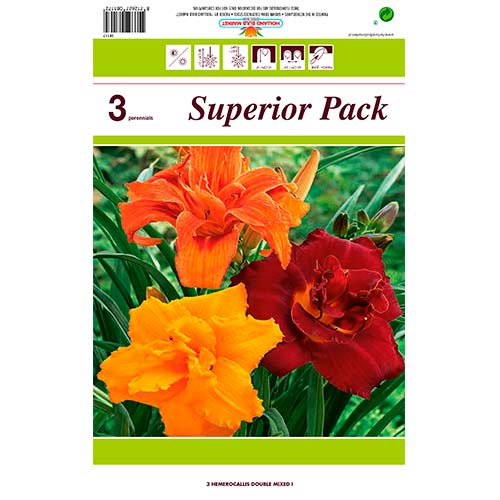 Dnevni ljiljan (Hemerocallis) Double mix multicolor slika 1 interface.art 76455