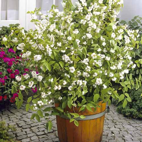 Dojcija Pride of Rochester, С2 interface.art interface.photo 1 Dojcija Pride of Rochester, С2 slika 1 interface.art 8215