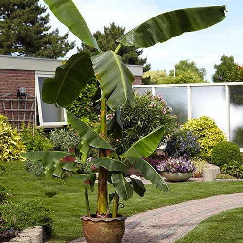 Drvo banane Musa basjoo slika 1 interface.art 76634