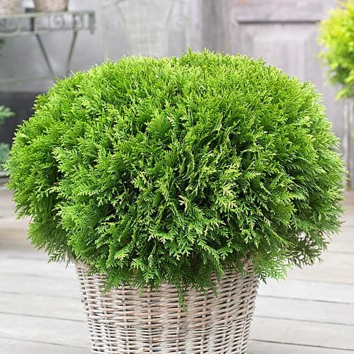 Tuja Danica, Р9 slika 1 interface.art 9466