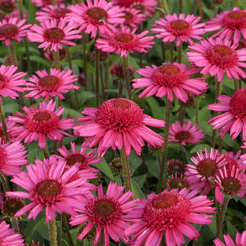 Echinacea Delicious Candy, С2 slika 1 interface.art 7769