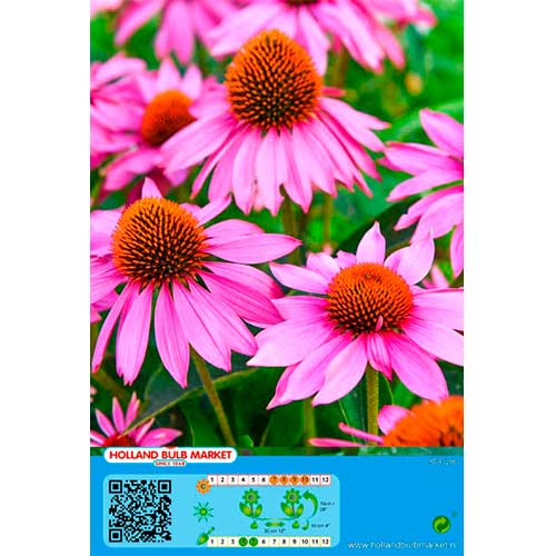 Echinaceja Pink slika 1 interface.art 76435