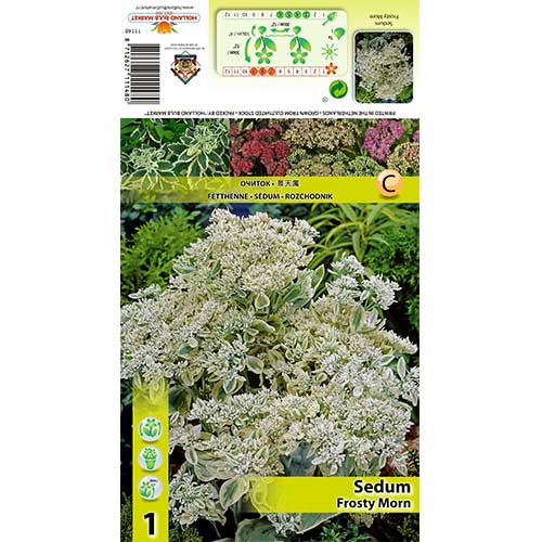 Žednjak Frosty Morn slika 1 interface.art 70487