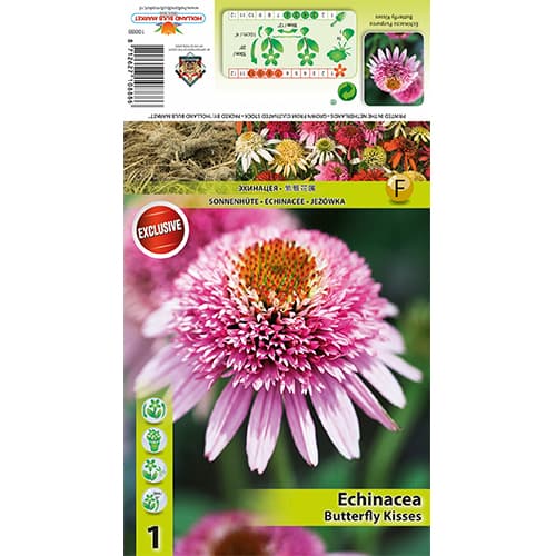 Ehinaceja Butterfly Kisses slika 1 interface.art 77833