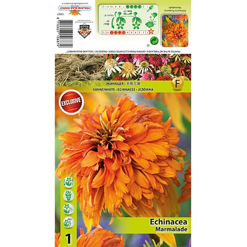 Ehinaceja Marmalade slika 1 interface.art 77832