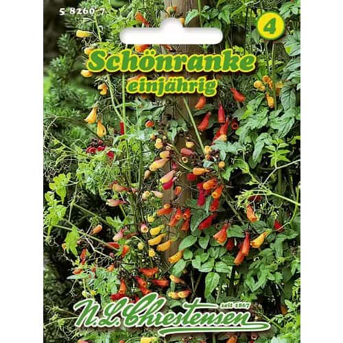 Ekremokarpus, jednogodišnji slika 1 interface.art 96417