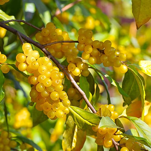 Elaeagnus umbellata Pointilla Fortunella®, С2 slika 1 interface.art 7770