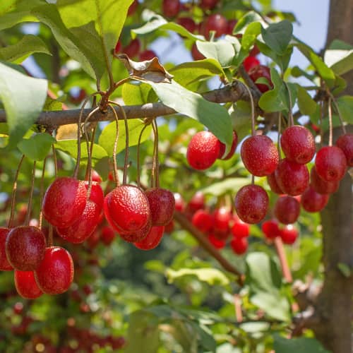 Elaeagnus umbellata Pointilla Sweet'N'Sour®, С2 slika 1 interface.art 7771