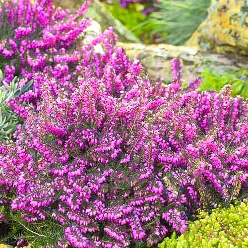 Erika Kramer's Rote slika 1 interface.art 76690