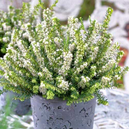 Erika White Perfection slika 1 interface.art 76691