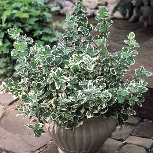 Euonymus Emerald Gaiety, С2 slika 1 interface.art 8529