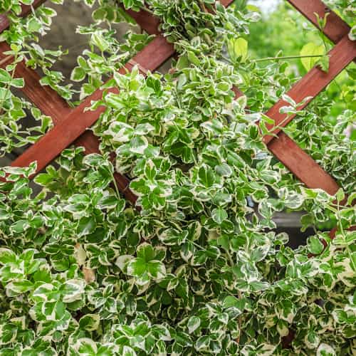 Euonymus fortunei Silver Queen, С2 slika 1 interface.art 7772