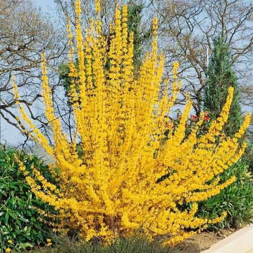 Forsythia intermedia Golden Times, С2 slika 1 interface.art 7773