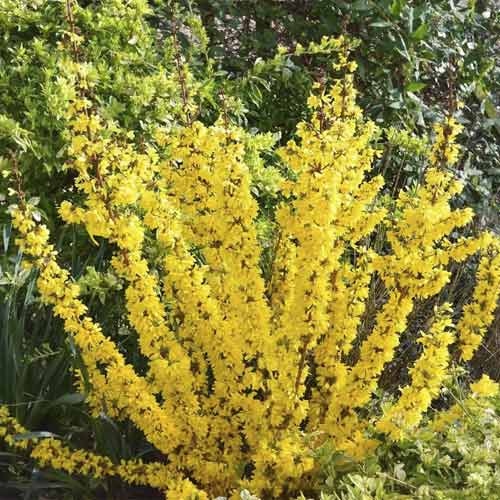 Forzicija Mikador PBR, С3 slika 1 interface.art 8537