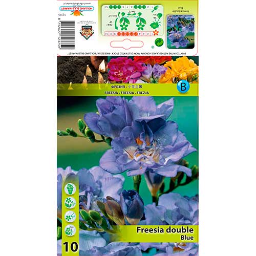 Frezija Double Blue slika 1 interface.art 76234