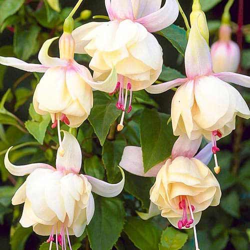 Fuksija Annabel slika 1 interface.art 76692