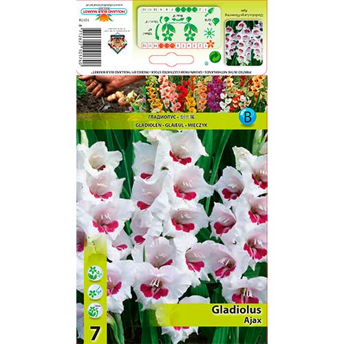 Gladiola Ajax slika 1 interface.art 76588
