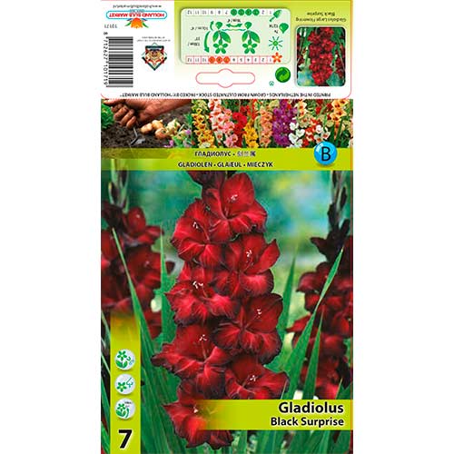 Gladiola Black Surprise slika 1 interface.art 76243