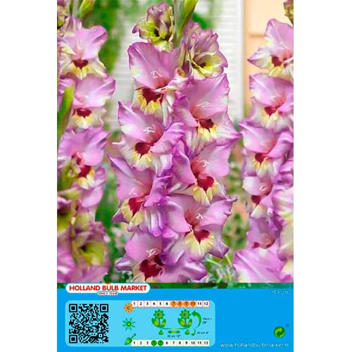 Gladiola Bono's Memory slika 1 interface.art 76440