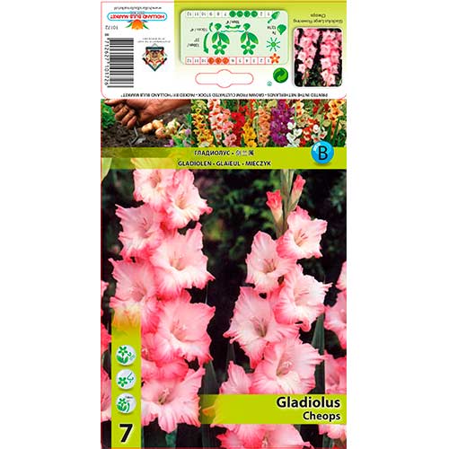 Gladiola Cheops slika 1 interface.art 76245