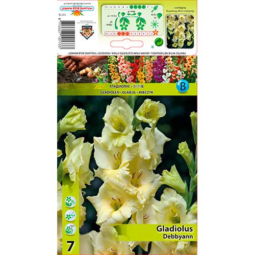 Gladiola Debby Ann slika 1 interface.art 76590