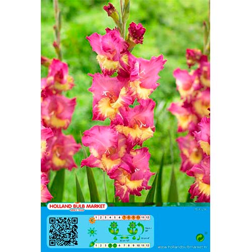 Gladiola Far West slika 1 interface.art 76443