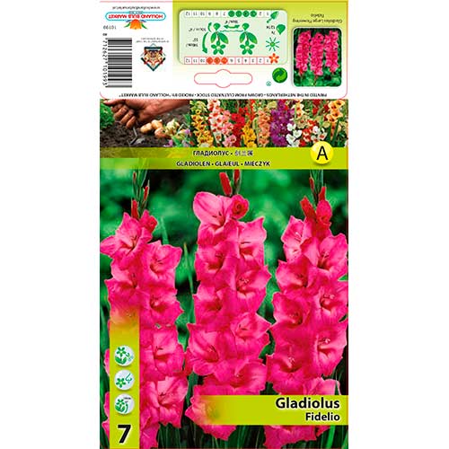 Gladiola Fidelio slika 1 interface.art 76246