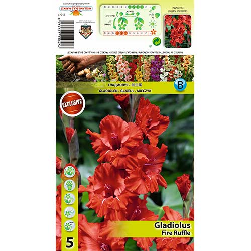 Gladiola Fire Ruffle slika 1 interface.art 70395