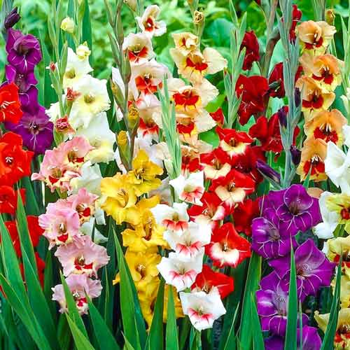 Gladiola Garden Velvet mix multicolor interface.art interface.photo 1 Gladiola Garden Velvet mix multicolor slika 1 interface.art 76257