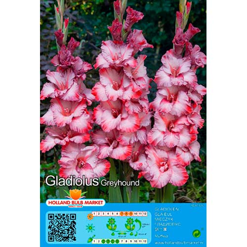 Gladiola Greyhound slika 1 interface.art 76662