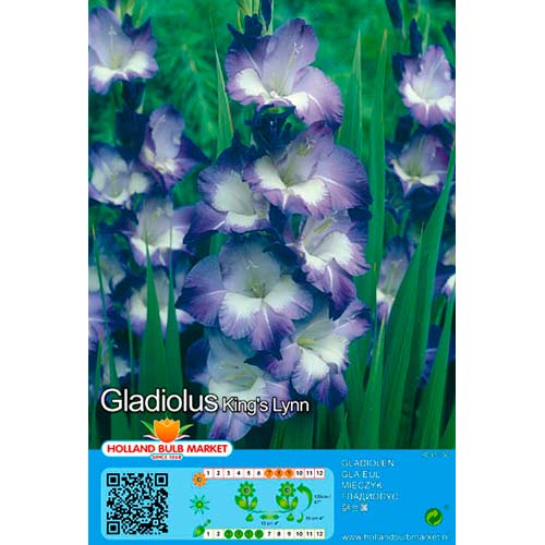 Gladiola Kings Lynn slika 1 interface.art 76445
