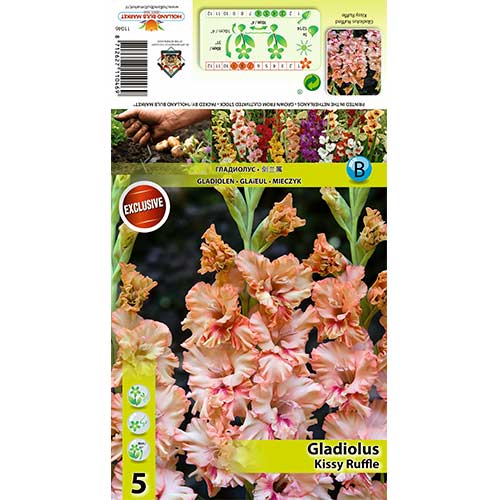 Gladiola Kissy Ruffle slika 1 interface.art 70396