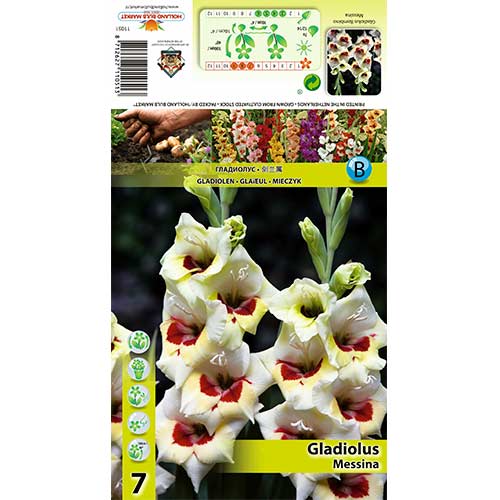 Gladiola Messina slika 1 interface.art 70397
