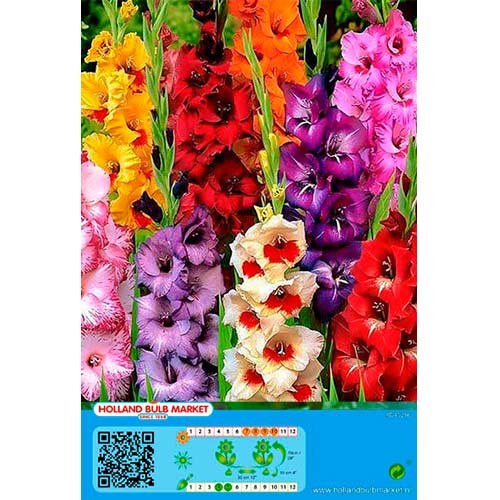 Gladiola mix multicolor slika 1 interface.art 76446