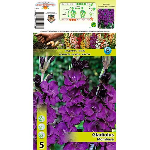 Gladiola Mombasa interface.art interface.photo 1 Gladiola Mombasa slika 1 interface.art 70398